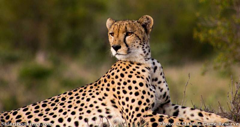 Mabula Game Reserve, South Africa