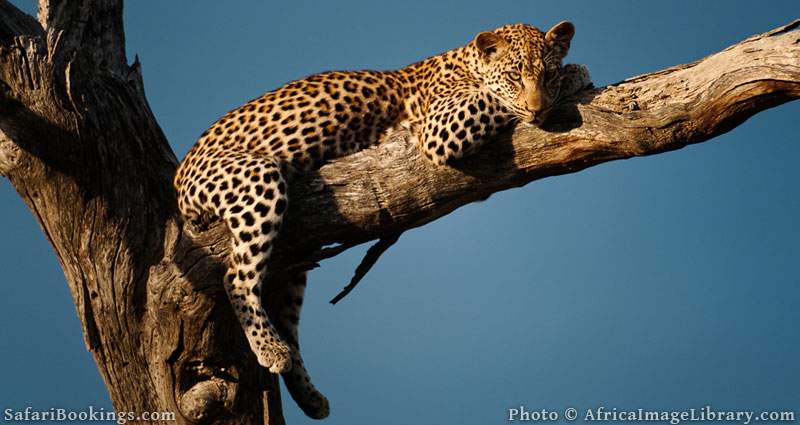 Leopard in a tree (Panthera pardus), Timbavati Game Reserve, Greater Kruger National Park, South Africa