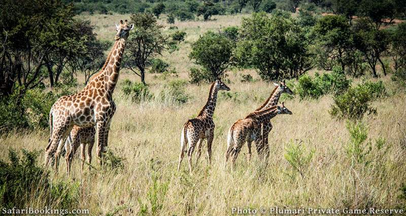 Plumari Private Reserve, South Africa