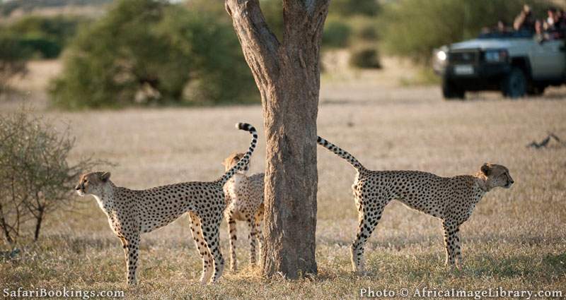 Tourists watching Cheetah on safari (Acinonyx jubatus), Mashatu Game Reserve, tuli block, Botswana