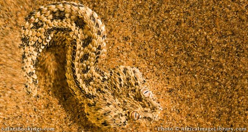 Peringuey's adder (Bitis peringueyi) is endemic to the Namib desert. It often buries itself into the sand with only the eyes exposed to ambush small lizards , Namib desert, Namibia