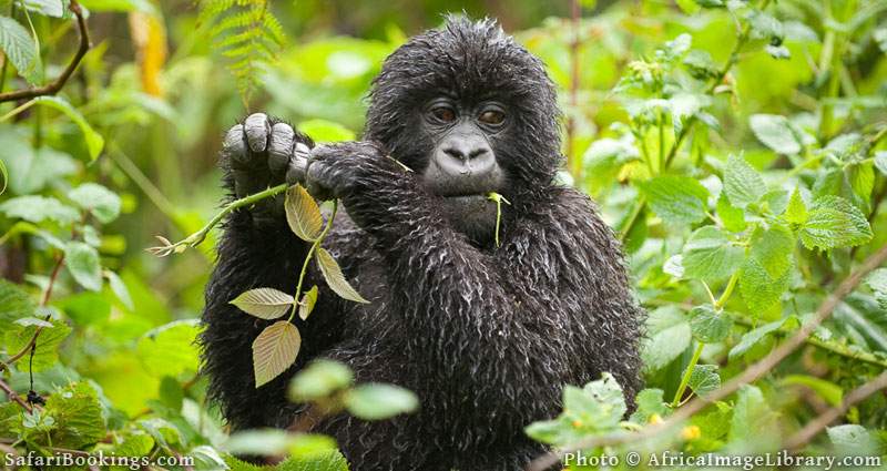 Mountain gorilla, Gorilla gorilla berengi, Volcanoes National Park, Rwanda