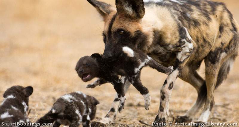 Wild dog carrying a pup to the den (Lycaon pictus), Central Kalahari, Botswana