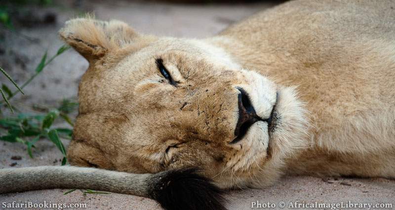 Lion (Panthero leo), MalaMala Game Reserve, Greater Kruger National Park, South Africa