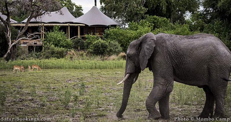 Mombo Camp is one of the Best Botswana Safari Camps