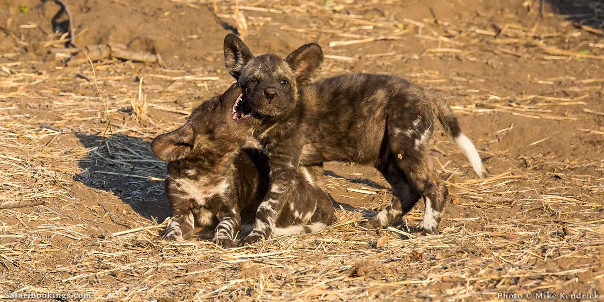 Wild animals' frequent trips to city