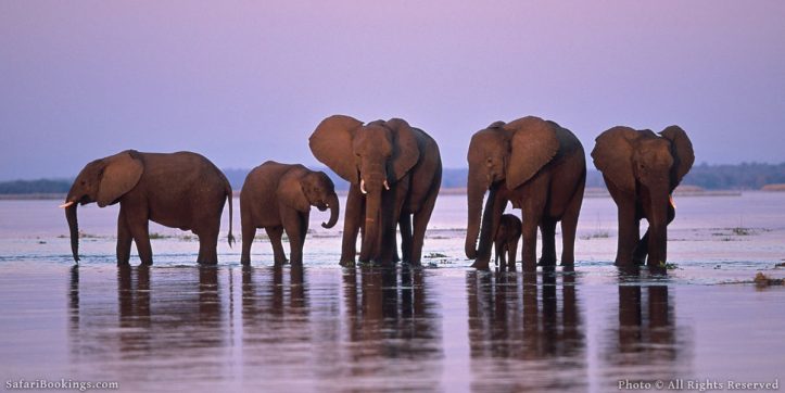 African Elephants: Defying the Odds