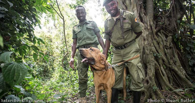 Bloodhounds Help in the Fight Against Poaching – SafariBookings