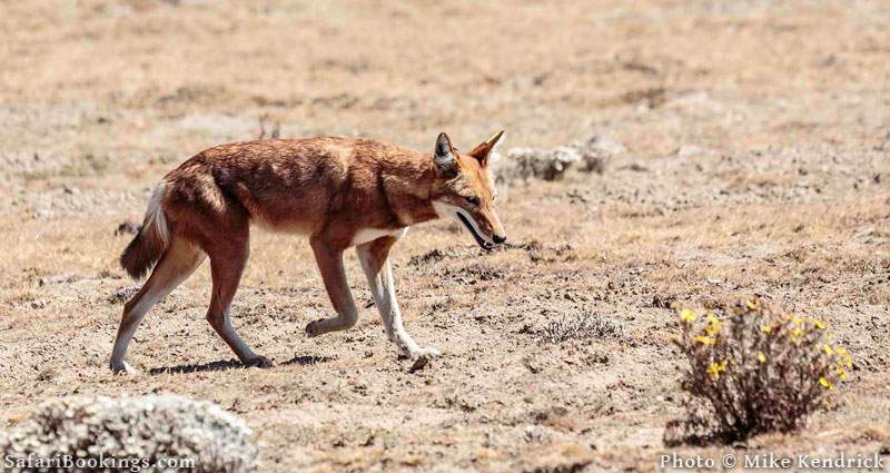 Ethiopian wolf