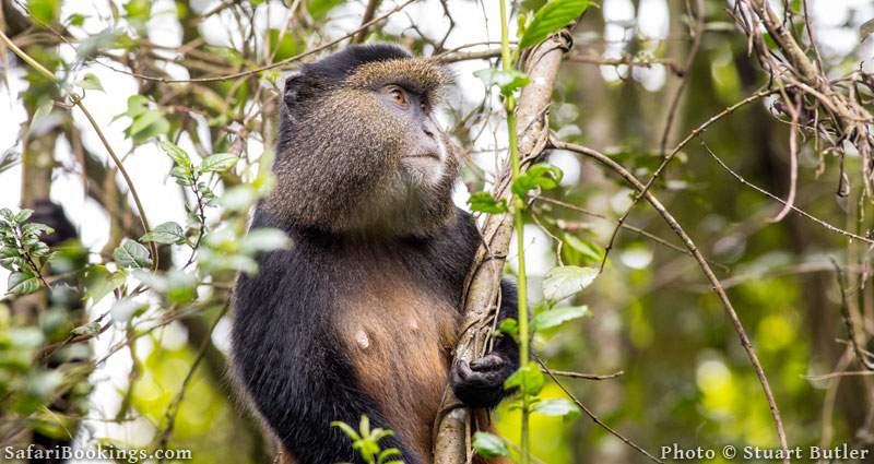 Golden Monkey in tree