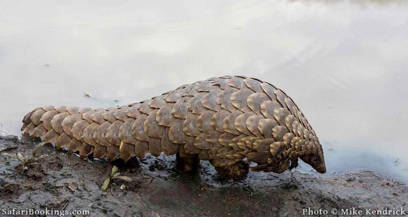 Pangolin