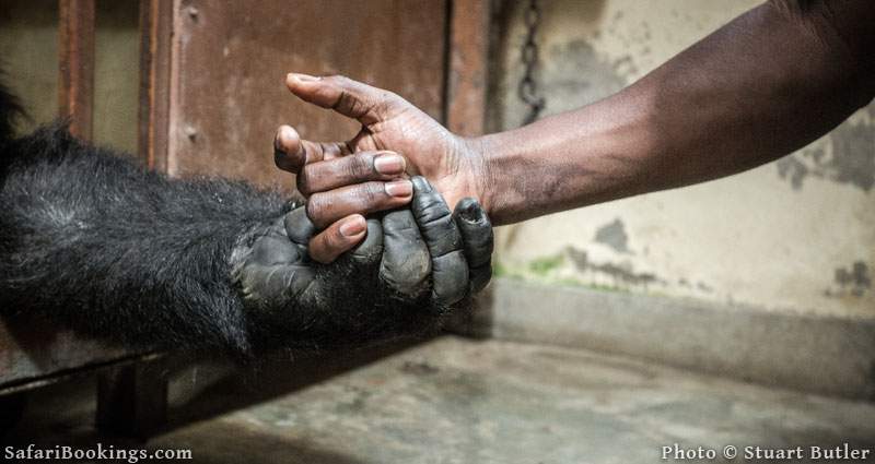 The Status of Gorilla Conservation in Africa