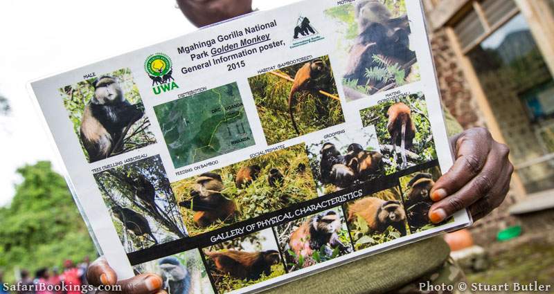 Golden Monkey Trekking in Mgahinga Gorilla National Park