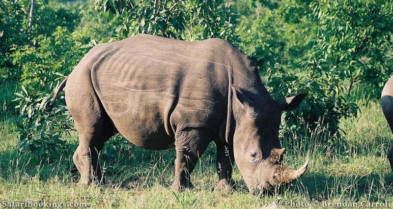 The Most Endangered Animals in Africa – SafariBookings