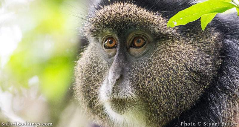 Close up of Golden Monkey