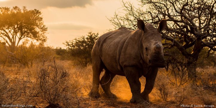 On a Mission to Save the Rhino