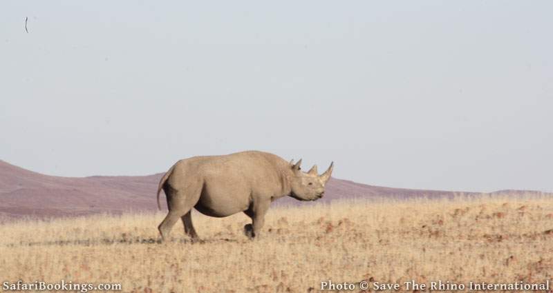 On a mission to save the rhino