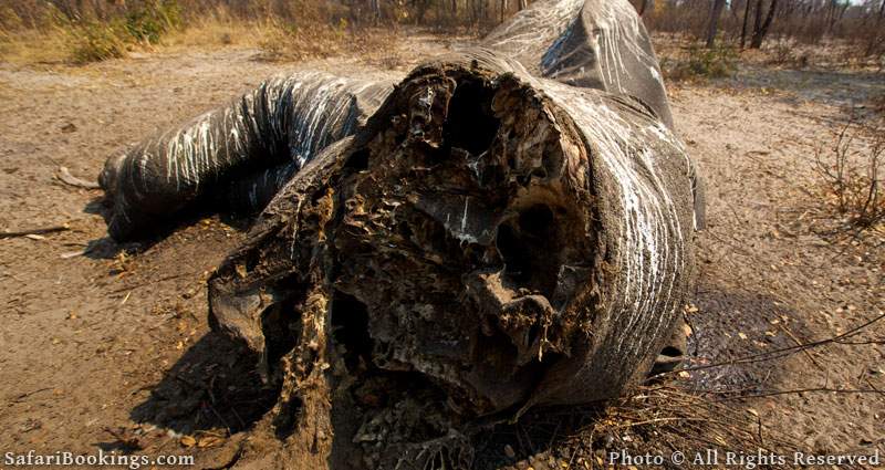 Africa's Poaching Pandemic Has Hit Hardest in Selous Game Reserve