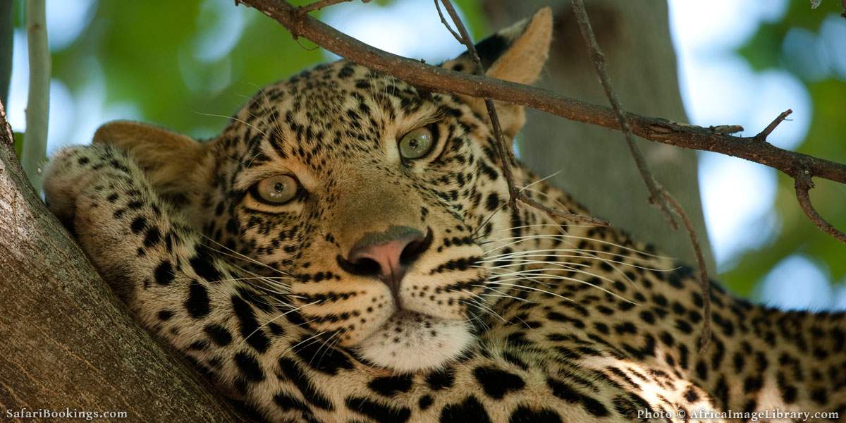 Best African Safari Country of 2018