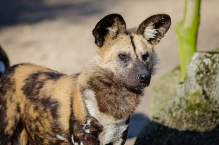 safari outdoor dogs