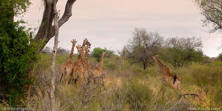 The Best Malaria Free Game Reserves in South Africa