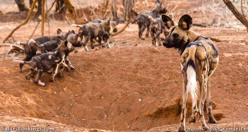 Madikwe Game Reserve- One of the best malaria free game reserves in South Africa