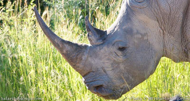 One of the best malaria free game reserves in South Africa