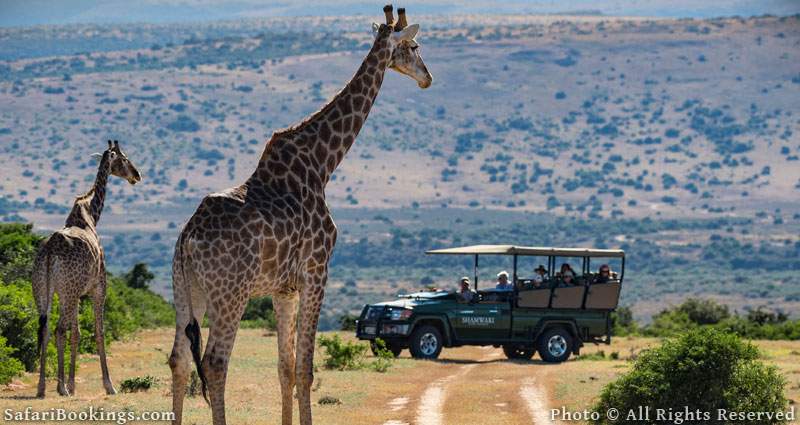 Shamwari Game Reserve - One of the best malaria free game reserves in South Africa