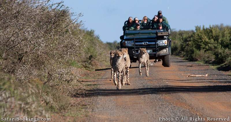 Kwande Game Reserve - One of the best malaria free game reserves in South Africa