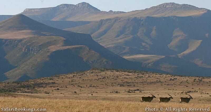 Mount Camdeboo Private Game Reserve - One of the best malaria free game reserves in South Africa