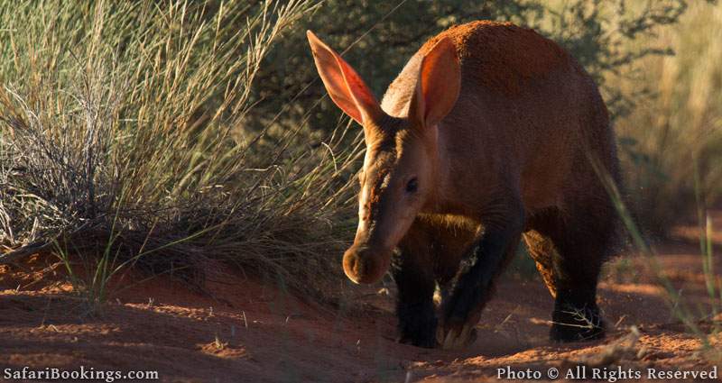 Tswalu Private Game Reserve - One of the best malaria free game reserves in South Africa