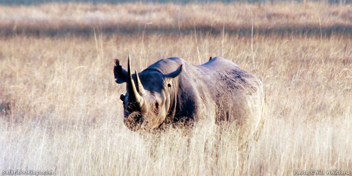 How to Help Monitor Moremi’s Rhinos