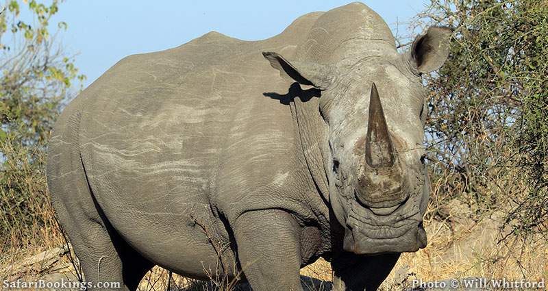 How to Help Monitor Moremi’s Rhinos