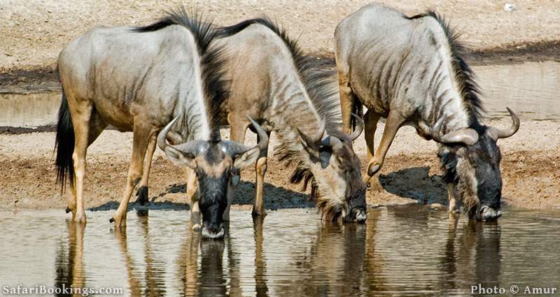 Sustainable African Safari Park Makgadikgadi