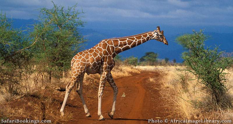 Sustainable African Safari Park Meru National Park