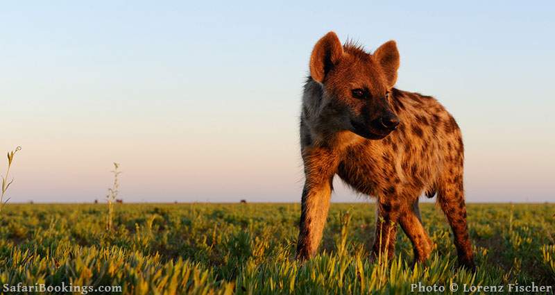 Sustainable African Safari Park Liuwa Plains