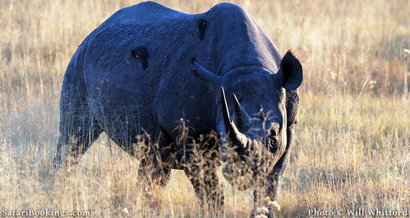 How to Help Monitor Rhino's In Moremi Game Reserve in Botswana