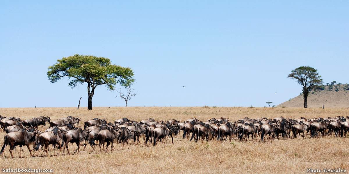 Top 10 Best African Safari Parks and Destinations of 2023 – SafariBookings