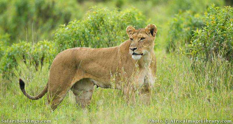 Lioness at Ol Pejeta. Photo by Ariadne van Zandbergen 