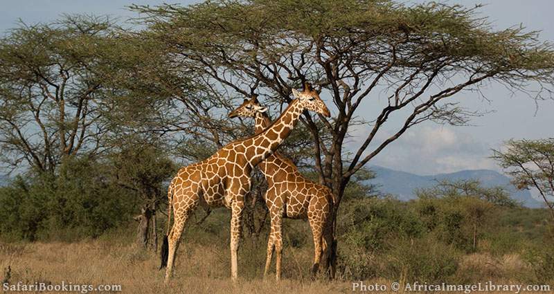 Samburu National Park