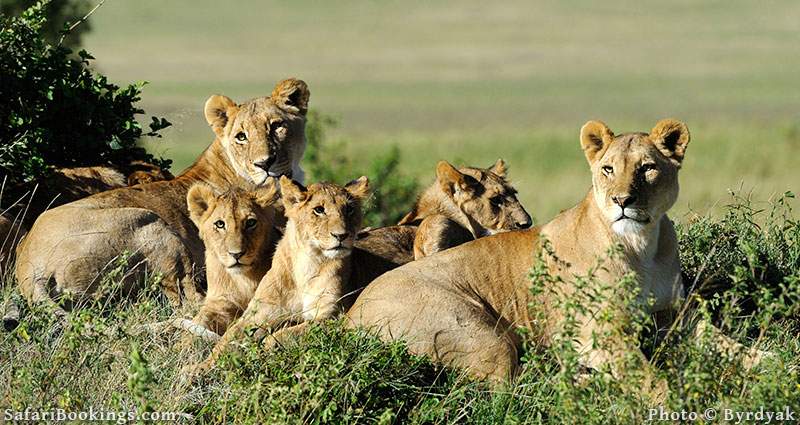 Masai Mara National Reserve