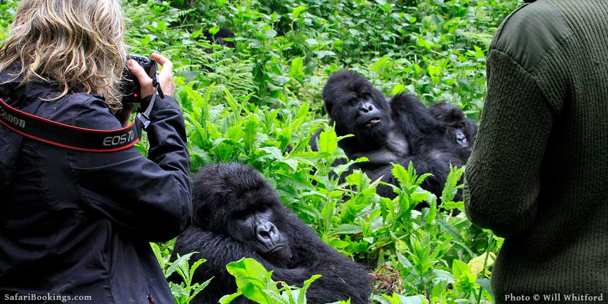 tours to see gorillas in africa