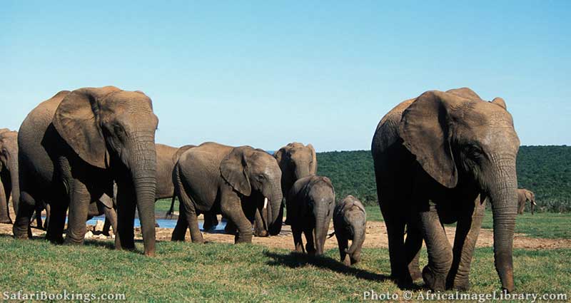 Elephants at Addo Elephant National Park