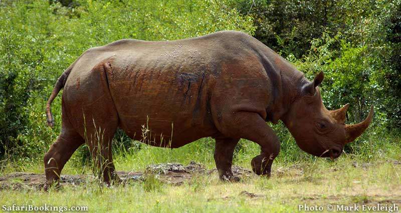 Rhino at Nairobi National Park
