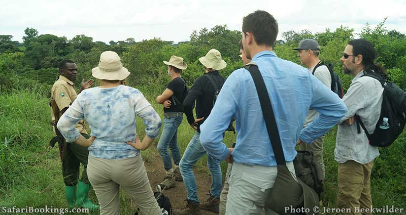 Chimpanzee tracking guide at Kyambura Gorge in Uganda