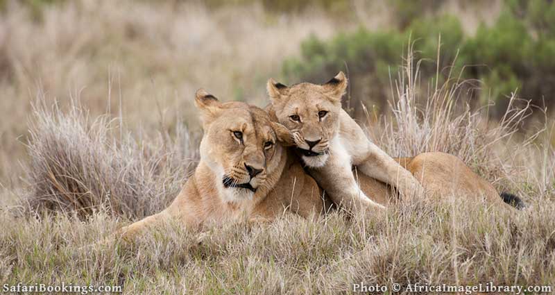 Lions at Shamwari Private Game Reserve