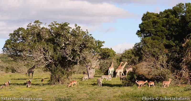 Wildlife at Schotia Private Game Reserve