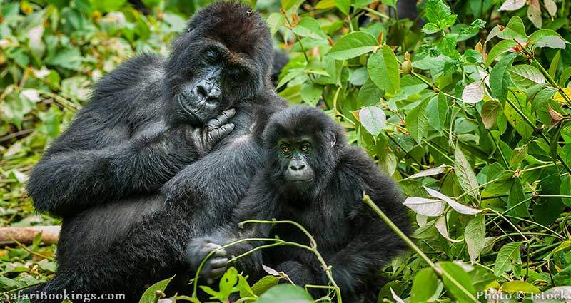 Mountain Gorilla in Congo
