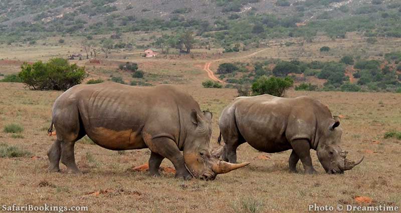 White rhinos at Amakhala Game Reserve