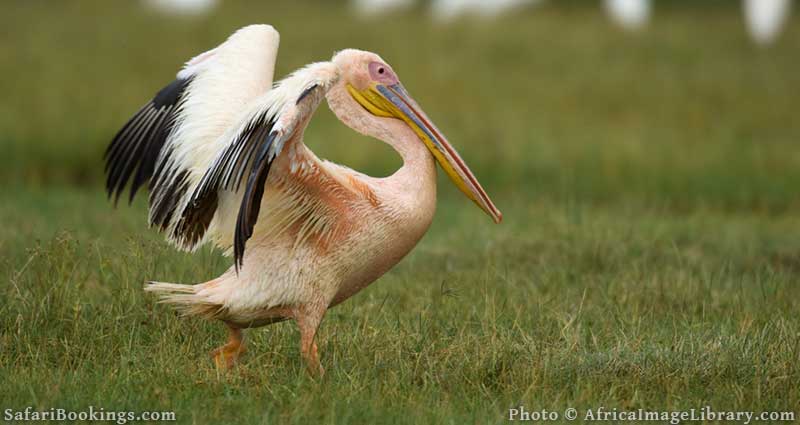 Pelican at lake Nakuru National Park